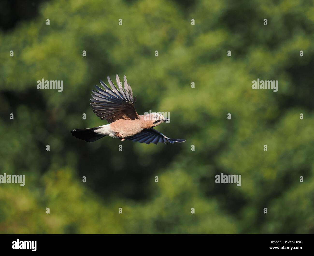 Jay sind bei weitem die farbenfrohsten Korviden in Großbritannien, sind aber normalerweise vorsichtig gegenüber der menschlichen Präsenz. Stockfoto