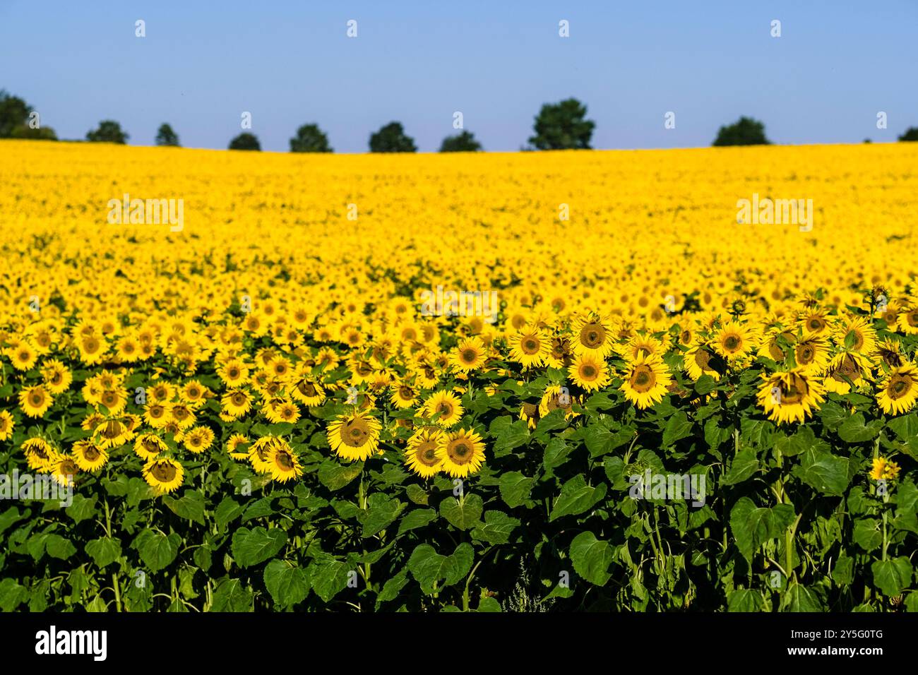 Ein Feld blühender Sonnenblumen (Helianthus annuus) und blauer Himmel in der Ferne. Stockfoto