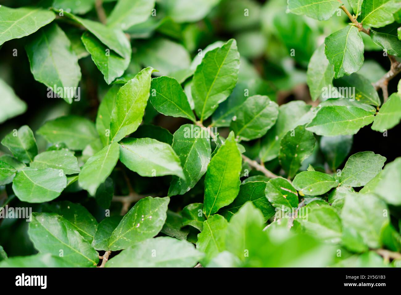 Eine Nahaufnahme der üppig grünen Blätter mit ihrer lebhaften Farbe und Textur. Die Blätter sind dicht gepackt, wodurch ein natürliches, frisches Aussehen entsteht. Stockfoto