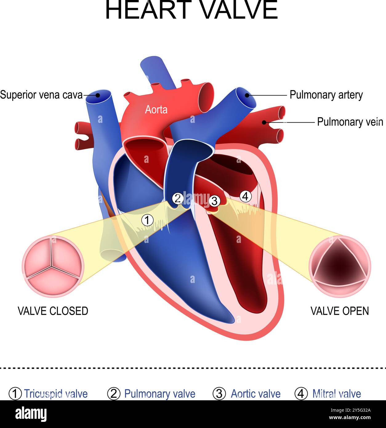 Herzklappenanatomie. Querschnitt des menschlichen Herzens. Pulmonal-, Trikuspid-, Aorten- und Mitralklappe. Nahaufnahme der offenen und geschlossenen biologischen Klappe. Vektor Stock Vektor