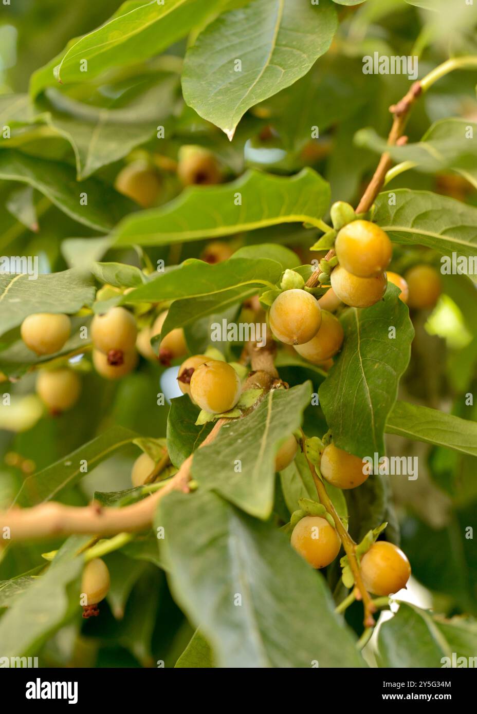 Lotus persimmon Diospyros lotus L. Ebenaceae oder Dattelpflaume, kaukasische persimmon oder lilafarbene persimmon Früchte auf Zweigen Stockfoto
