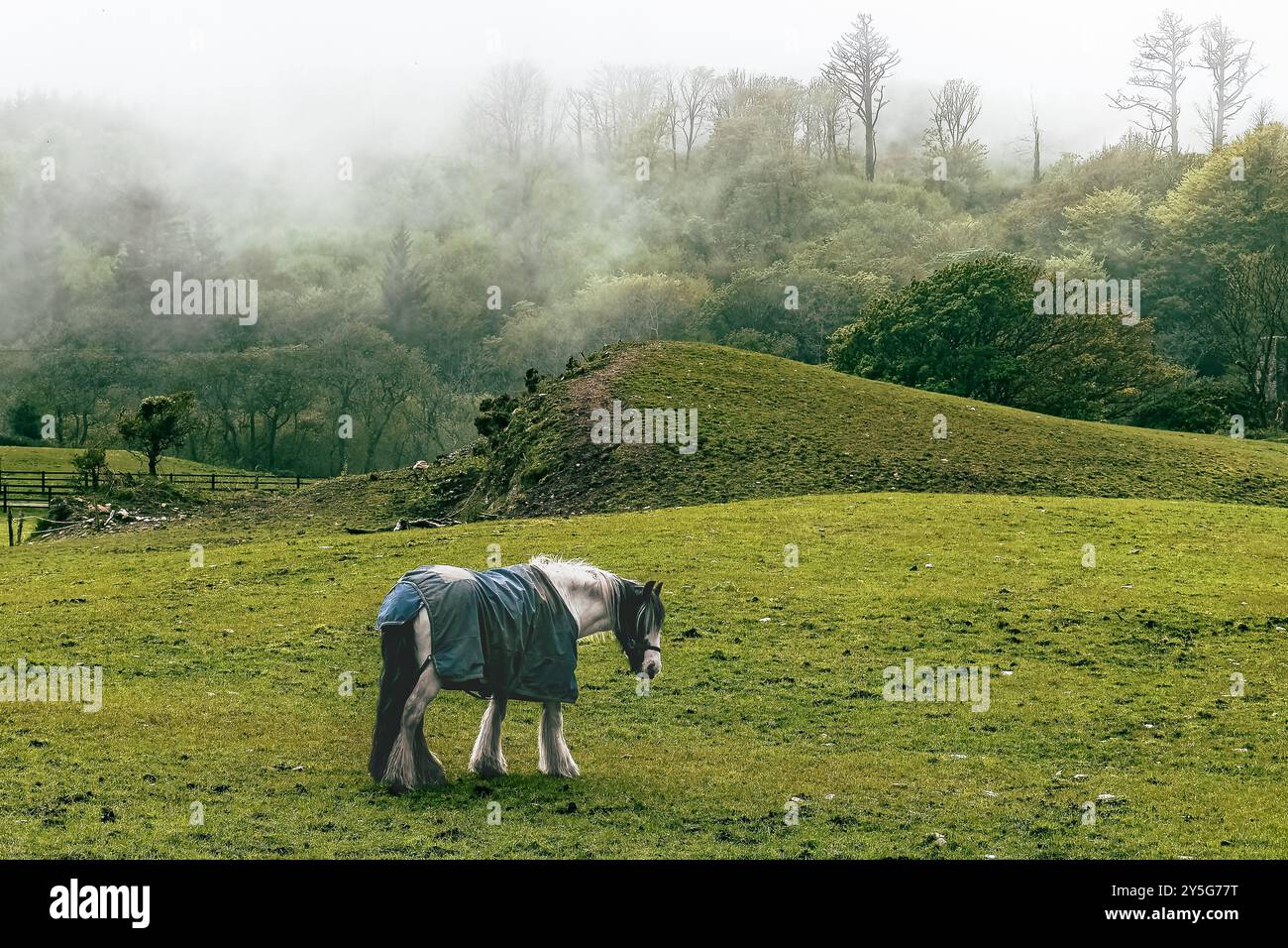 Ein Pferd steht ruhig in einem üppigen grünen Feld, trägt eine Decke, und Nebel umhüllt die umliegenden Hügel in einer ruhigen Umgebung am frühen Morgen. Stockfoto