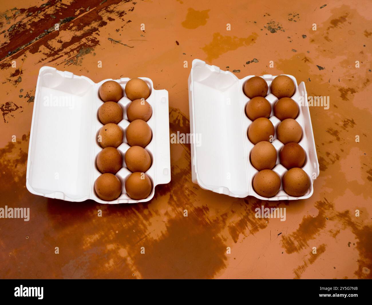 Hühnereier in einem Plastiktablett. Stockfoto