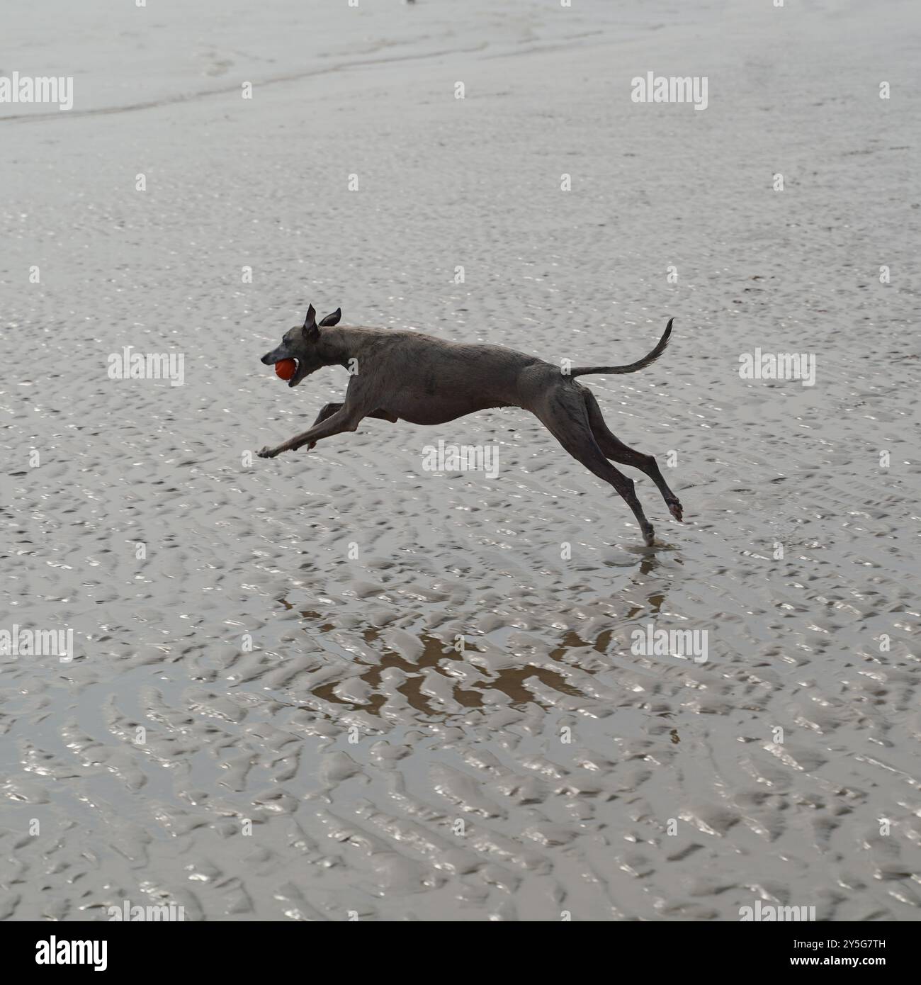 Hüpfender Hund am Strand Stockfoto