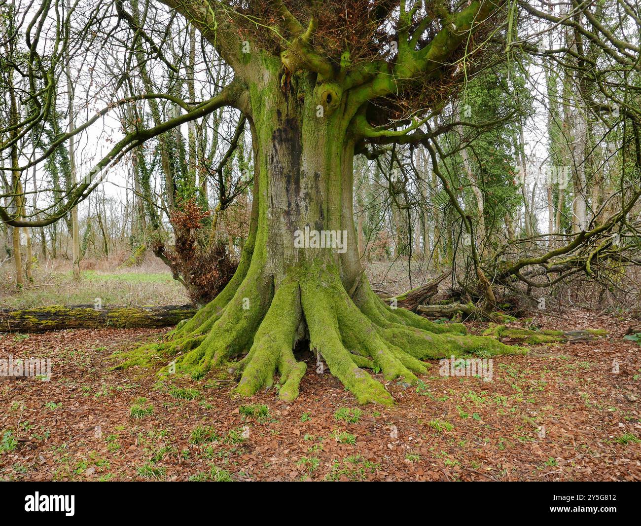 Ein Strandbaum im Winter mit Kraken-ähnlichen Wurzeln um seinen Stamm, umgeben von gefallenen Blättern auf Selborne Common. Stockfoto