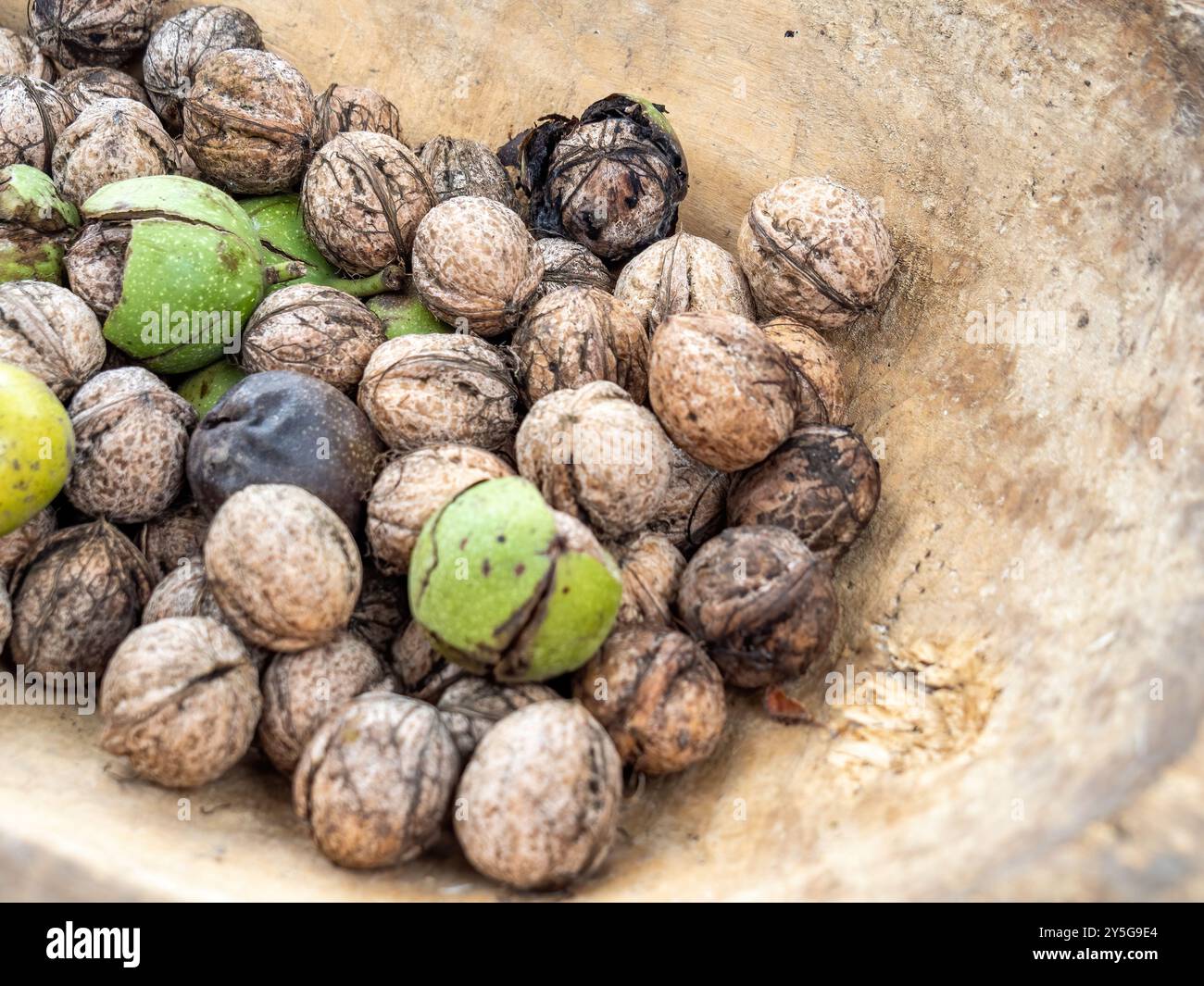Geerntete Walnüsse in einem Holztrog Stockfoto