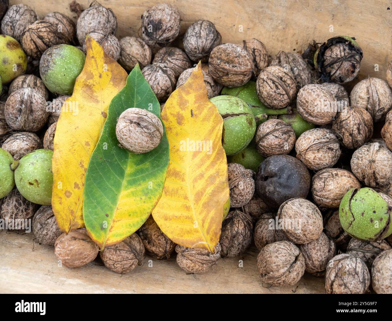 Geerntete Walnüsse in einem Holztrog Stockfoto
