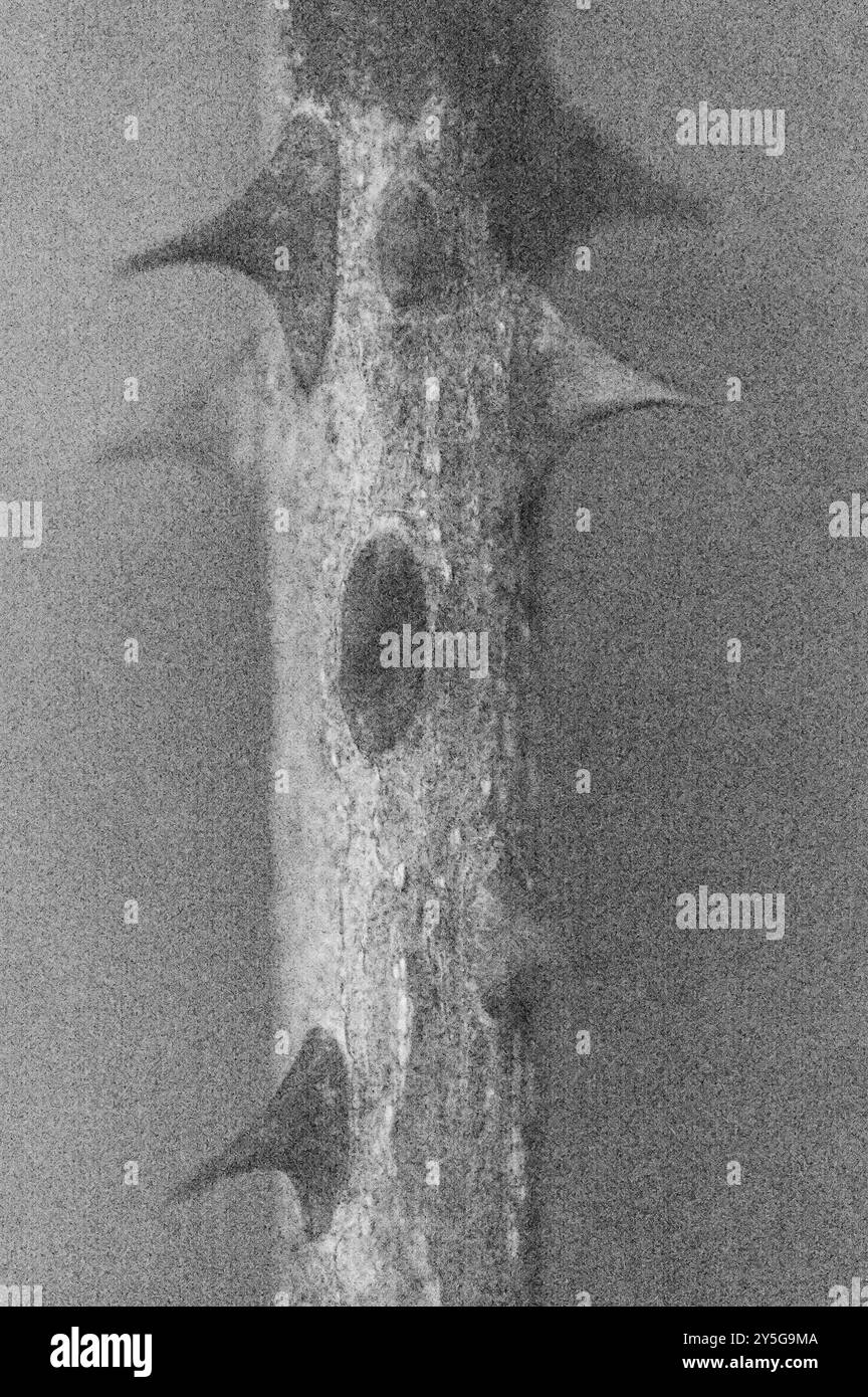 Weiches und bleistiftähnliches Schwarz-weiß-Bild eines Teils des Rosenstiels mit bösartigen Dornen Stockfoto