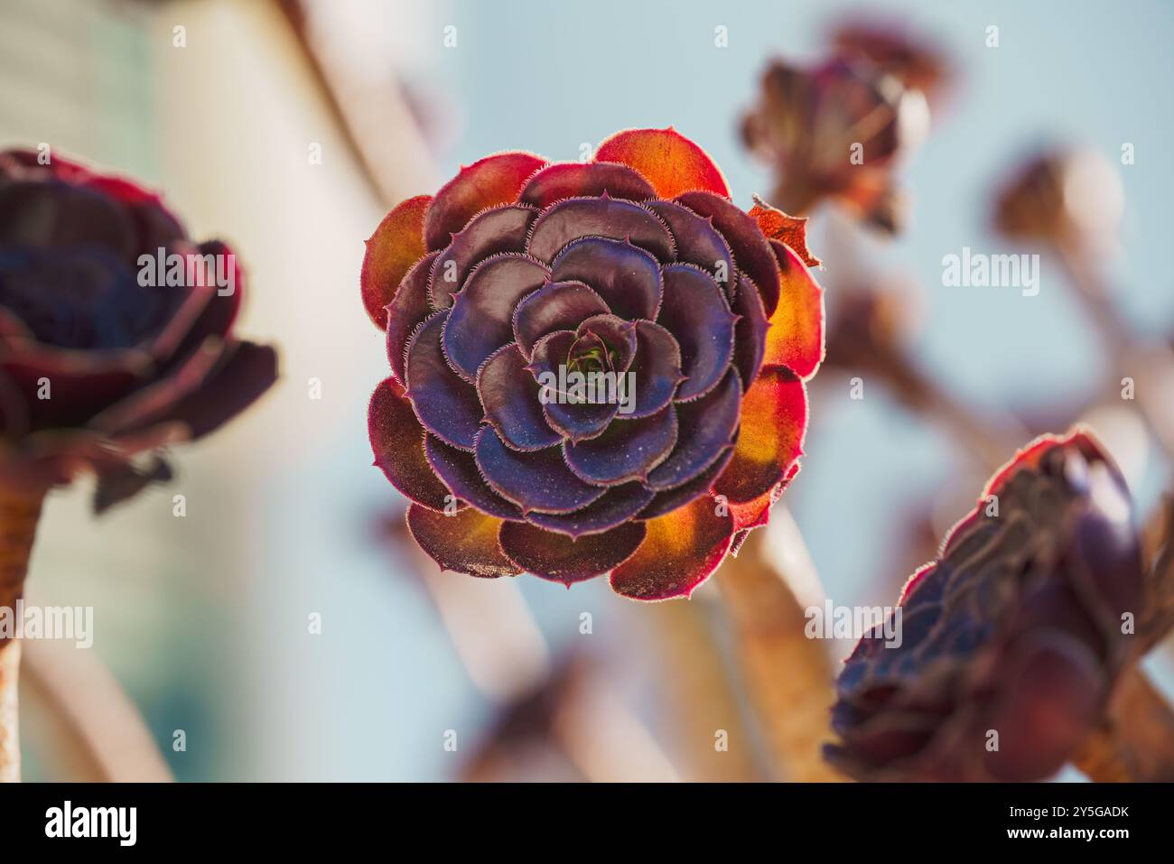 Lila Aeonium, die Baumhaushäuser, Nahaufnahme in einem sonnigen Garten mit klarem blauem Himmel im Hintergrund Stockfoto