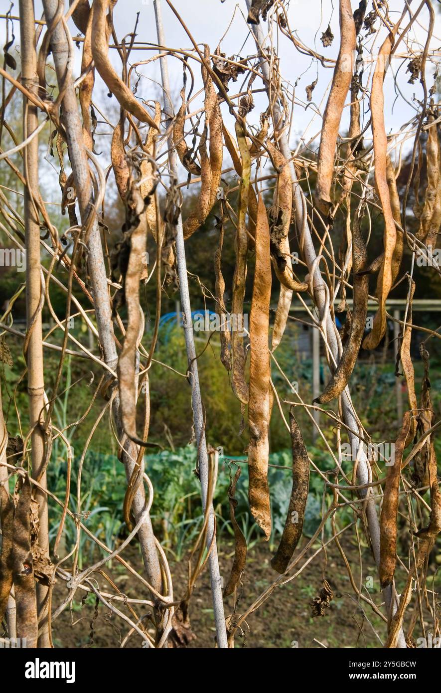 Aufbewahrung von Runner Bean Saatgut für das nächste Jahr auf die Zuteilung im Oktober Stockfoto