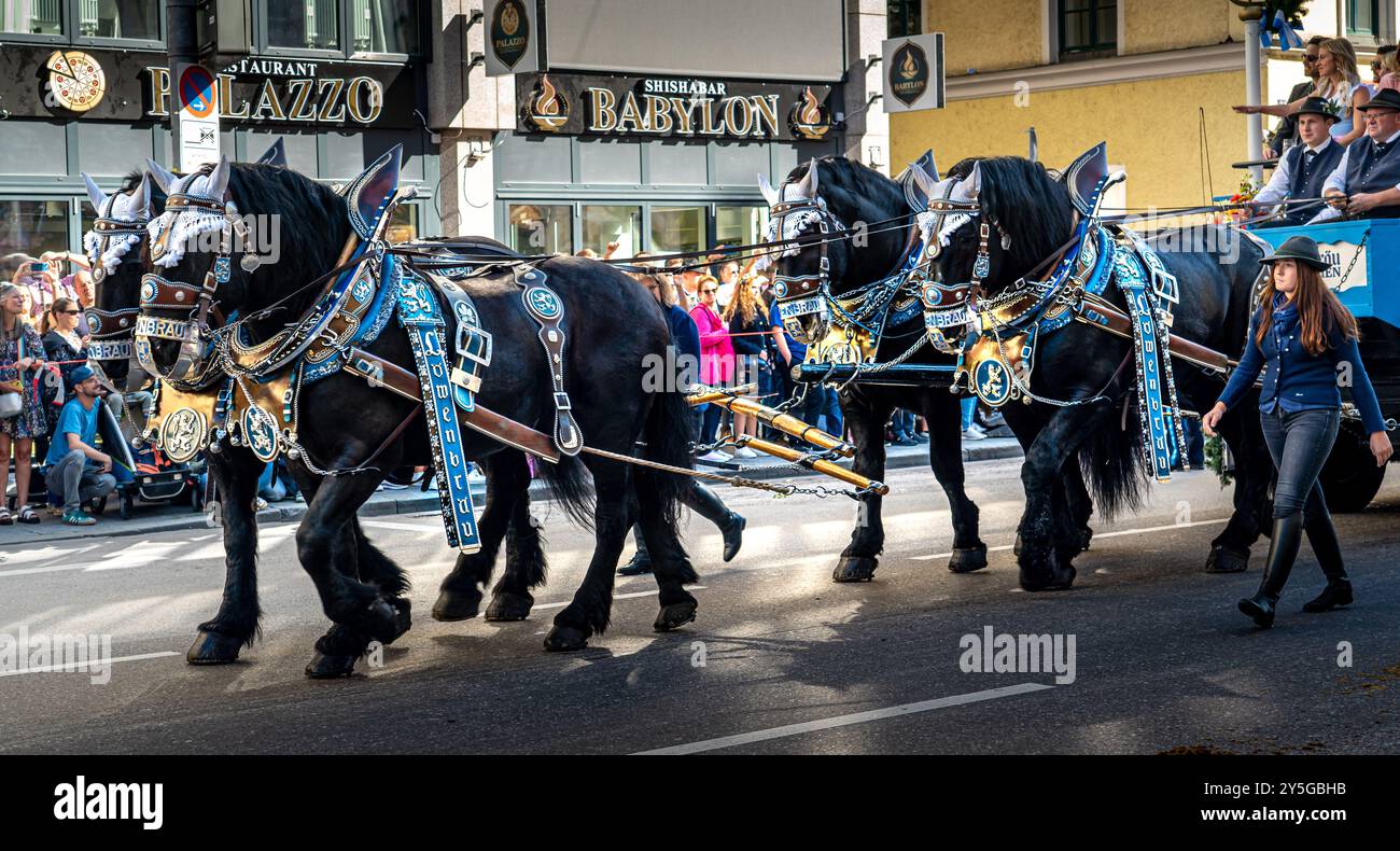 Bayerische Pferde in der Oktoberfestparade Stockfoto