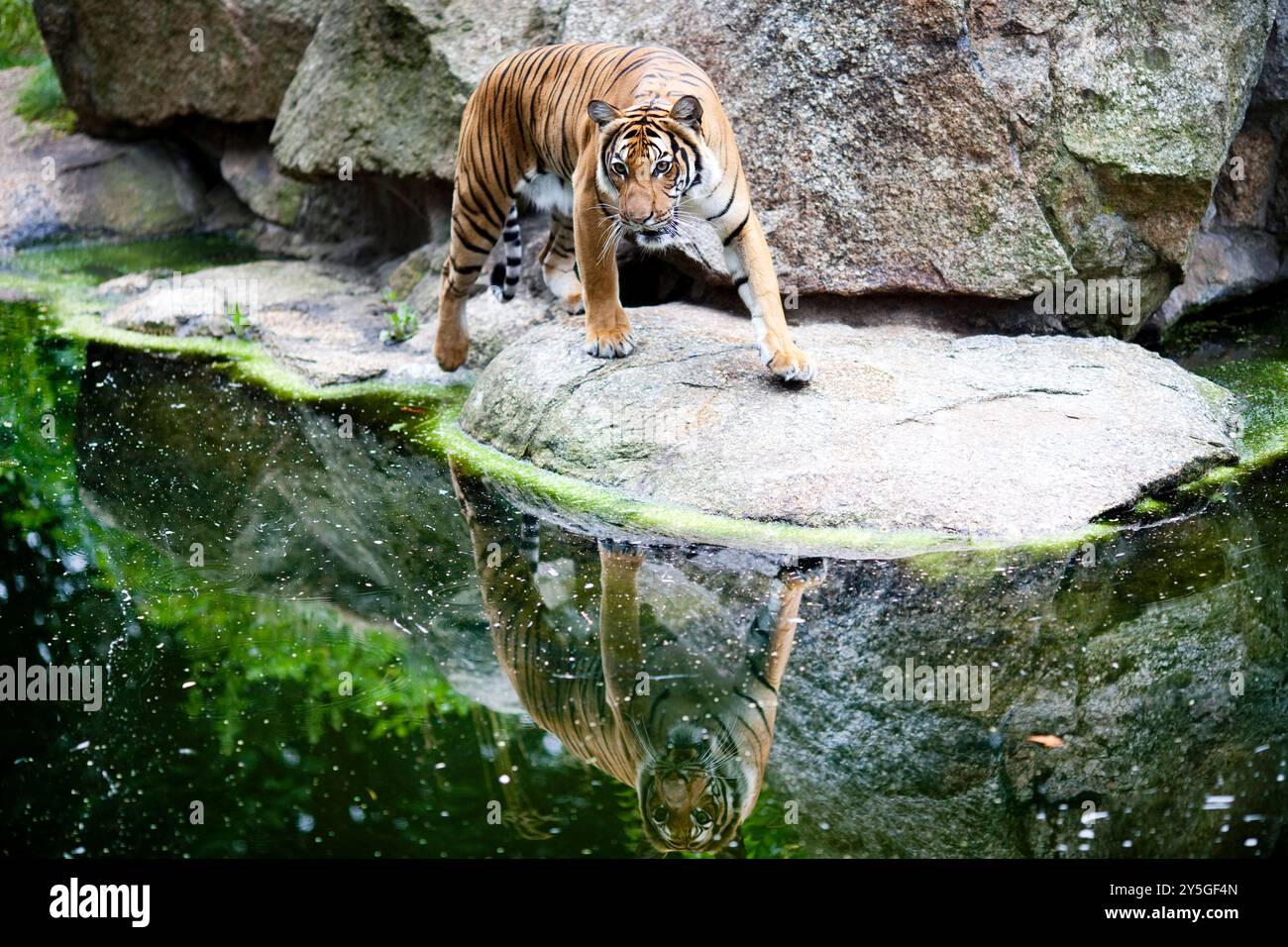 Ein Tiger wandert anmutig auf einem Felsen in der Nähe seiner Reflexion im Wasser im Berliner Zoo und zeigt seine Schönheit und Beweglichkeit. Stockfoto