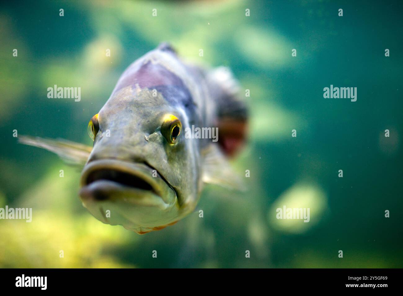 Ein lebendiger Pfauenbarsch gleitet durch das klare Wasser des Aquariums des Berliner Zoos und zeigt seine auffälligen Farben und Merkmale. Stockfoto