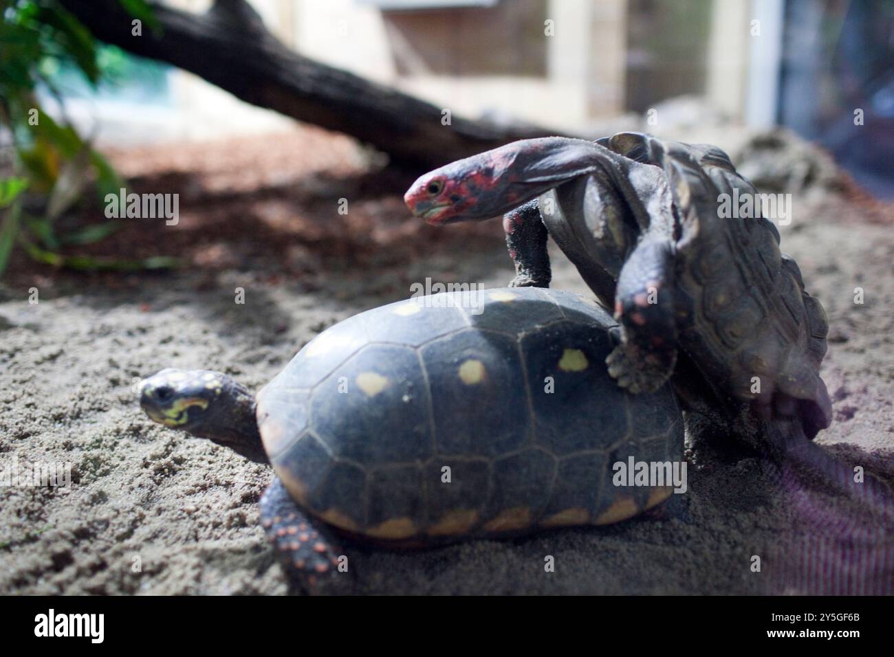 Ein Paar Schildkröten hat im Berliner Zoo ein Paarungsverhalten und zeigt das natürliche Verhalten der Tiere in einer ruhigen Umgebung. Stockfoto