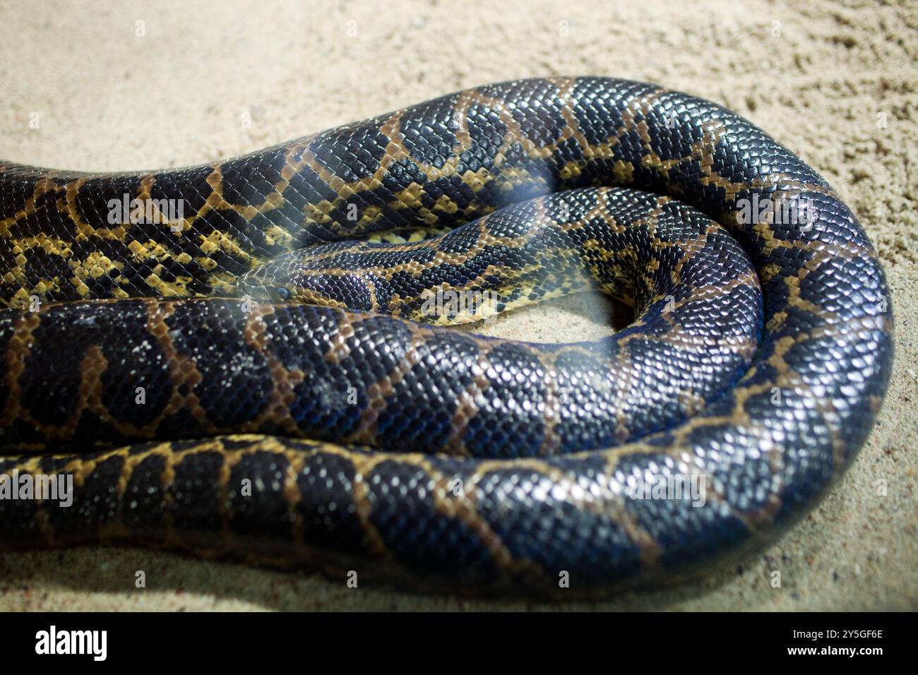 Eine gelbe Anakonda liegt in ihrem Lebensraum im Berliner Zoo und zeigt ihre komplizierten Muster und Farben. Stockfoto