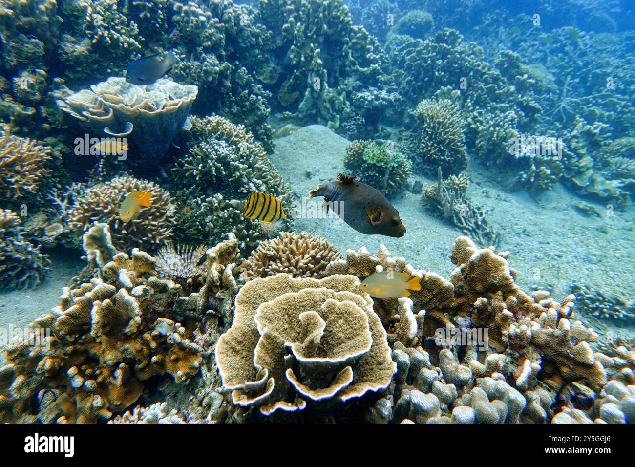 Indonesia Lembeh - Marine Life Korallenriff mit tropischen Fischen Stockfoto