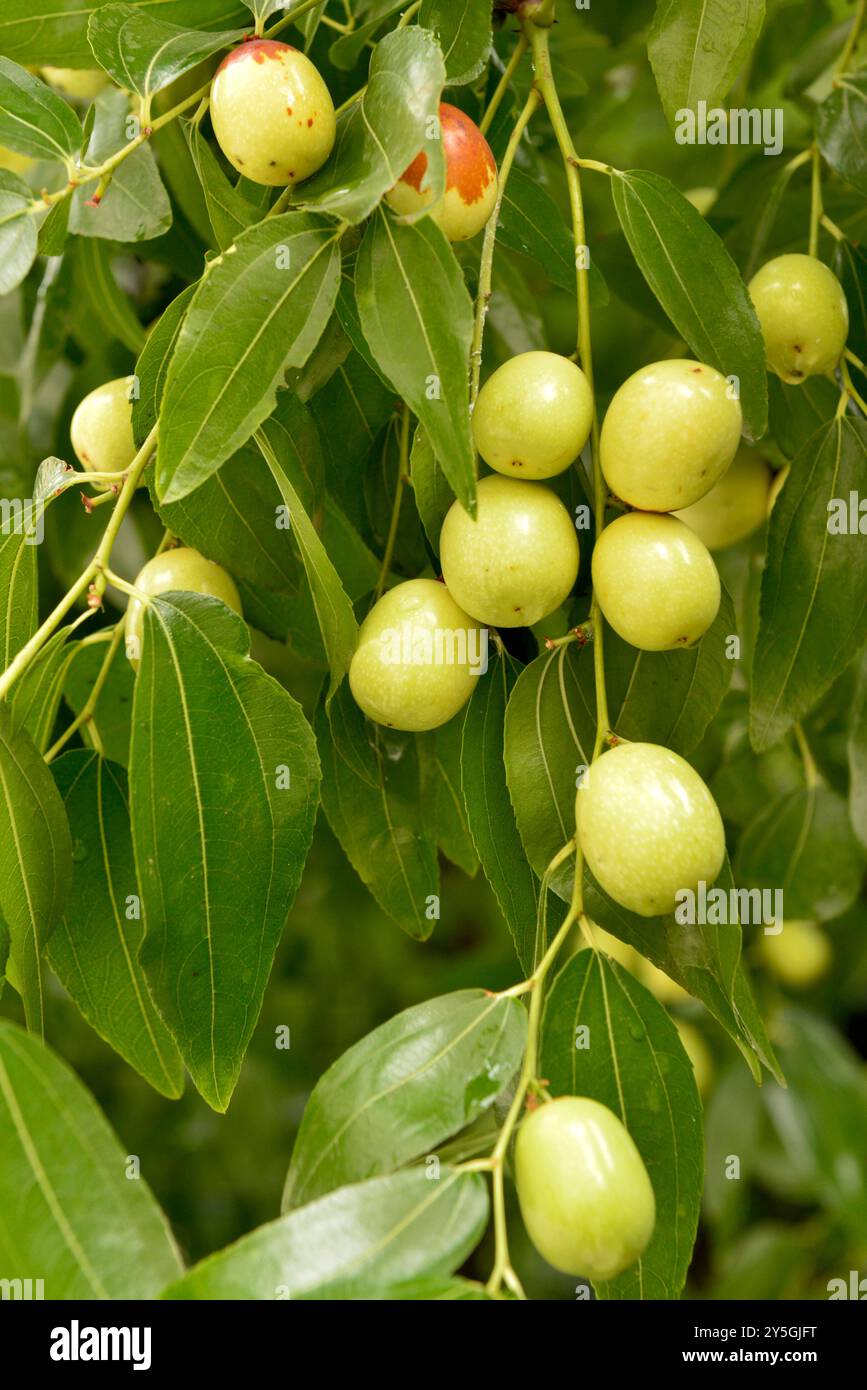 Ziziphus jujujuba oder jujujube rotes Datum oder chinesische Dattelgruppe unreifer grüner Jujubes Früchte auf Baum Stockfoto