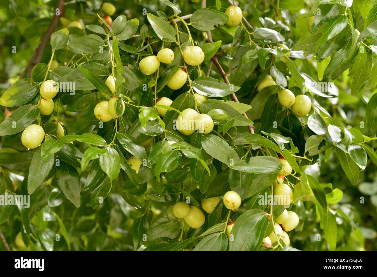 Ziziphus jujujuba oder jujujube rotes Datum oder chinesische Dattelgruppe unreifer grüner Jujubes Früchte auf Baum Stockfoto