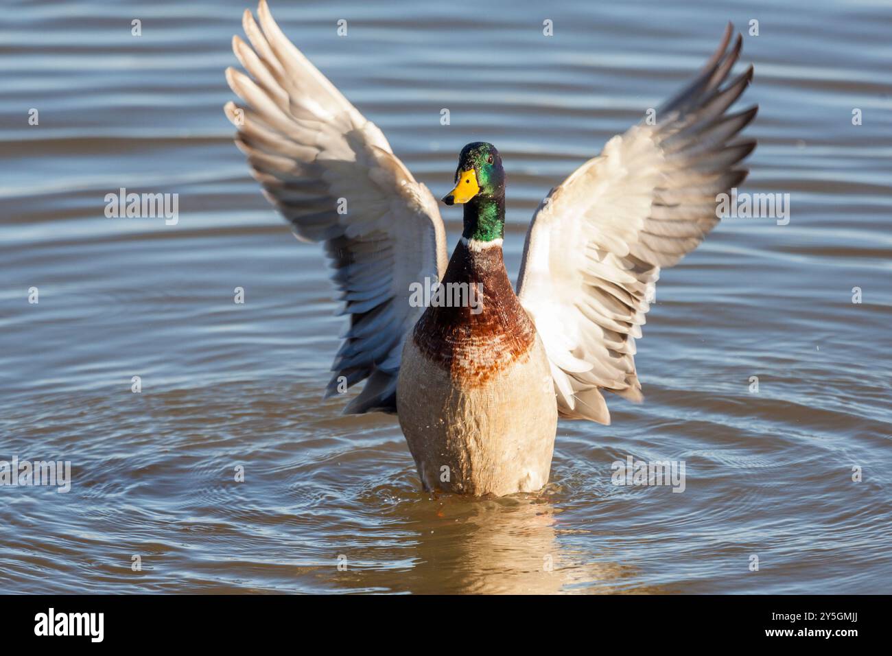 Stockenten oder Wildenten - Anas platyrhynchos -, Naturpark Aiguamolls de l'Emporda, Girona, Spanien Stockfoto