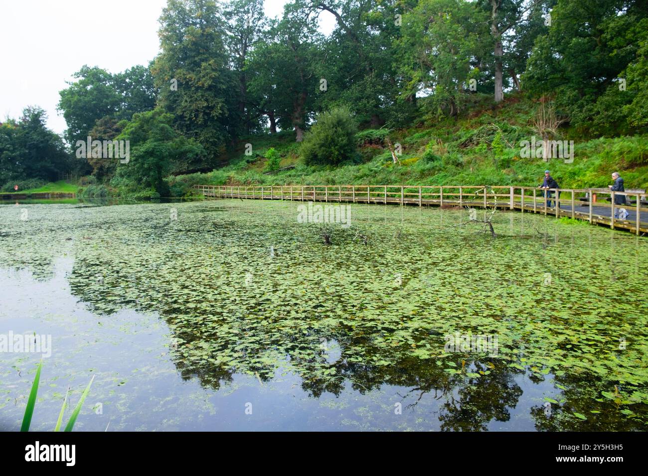 Besucher des Llandeilo Deer Park beobachten Pflanzen, die im Herbst September 2024 auf dem Teich schwimmen Carmarthenshire Dyfed Wales Großbritannien KATHY DEWITT Stockfoto