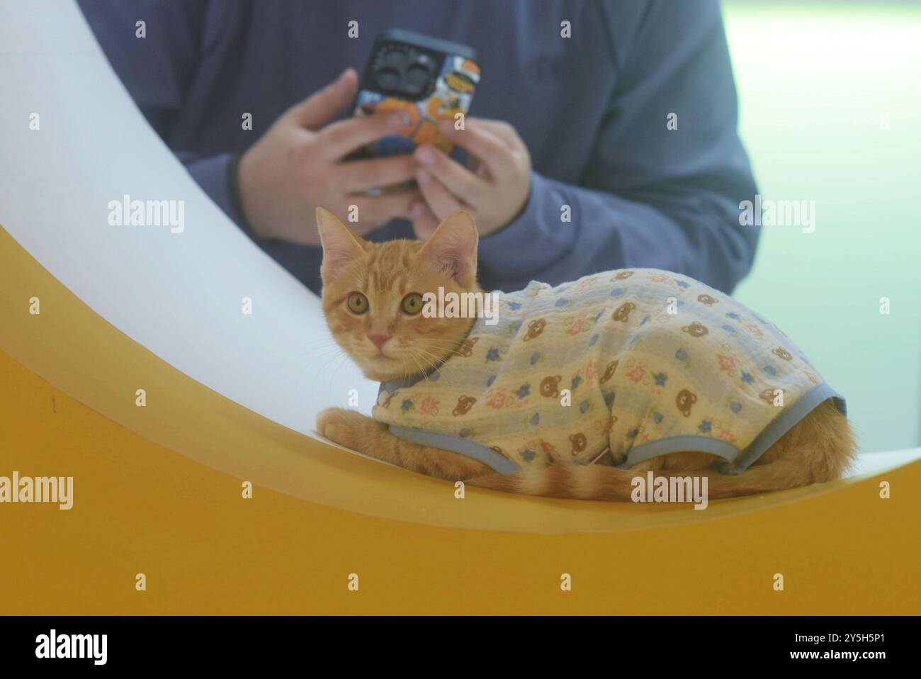 HANGZHOU, CHINA – 22. SEPTEMBER 2024 – Reinrassige Katzen treten 2024 beim Hangzhou International Reinrassiger Cat Tasting Competition in Hangzhou (Ost-Chi) an Stockfoto