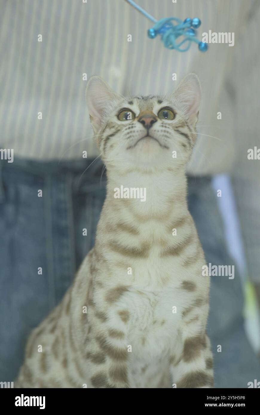 HANGZHOU, CHINA – 22. SEPTEMBER 2024 – Reinrassige Katzen treten 2024 beim Hangzhou International Reinrassiger Cat Tasting Competition in Hangzhou (Ost-Chi) an Stockfoto