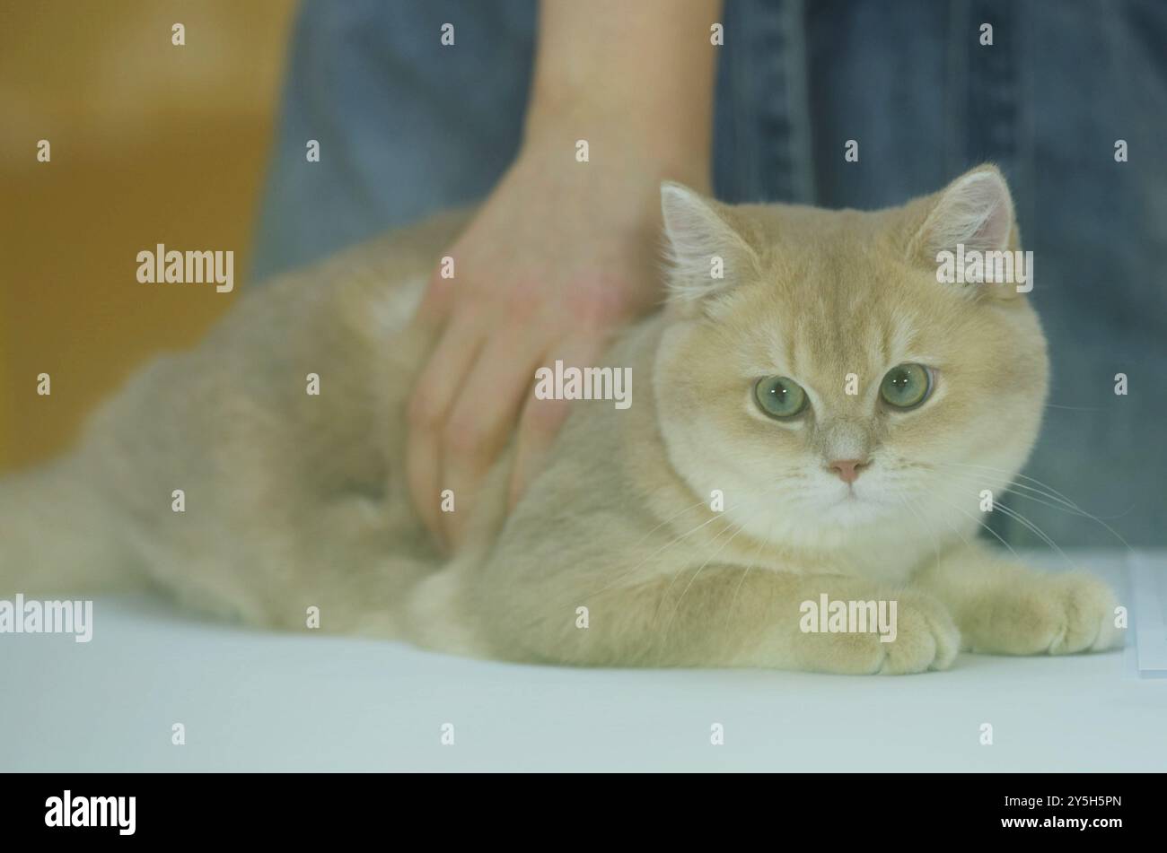 HANGZHOU, CHINA – 22. SEPTEMBER 2024 – Reinrassige Katzen treten 2024 beim Hangzhou International Reinrassiger Cat Tasting Competition in Hangzhou (Ost-Chi) an Stockfoto