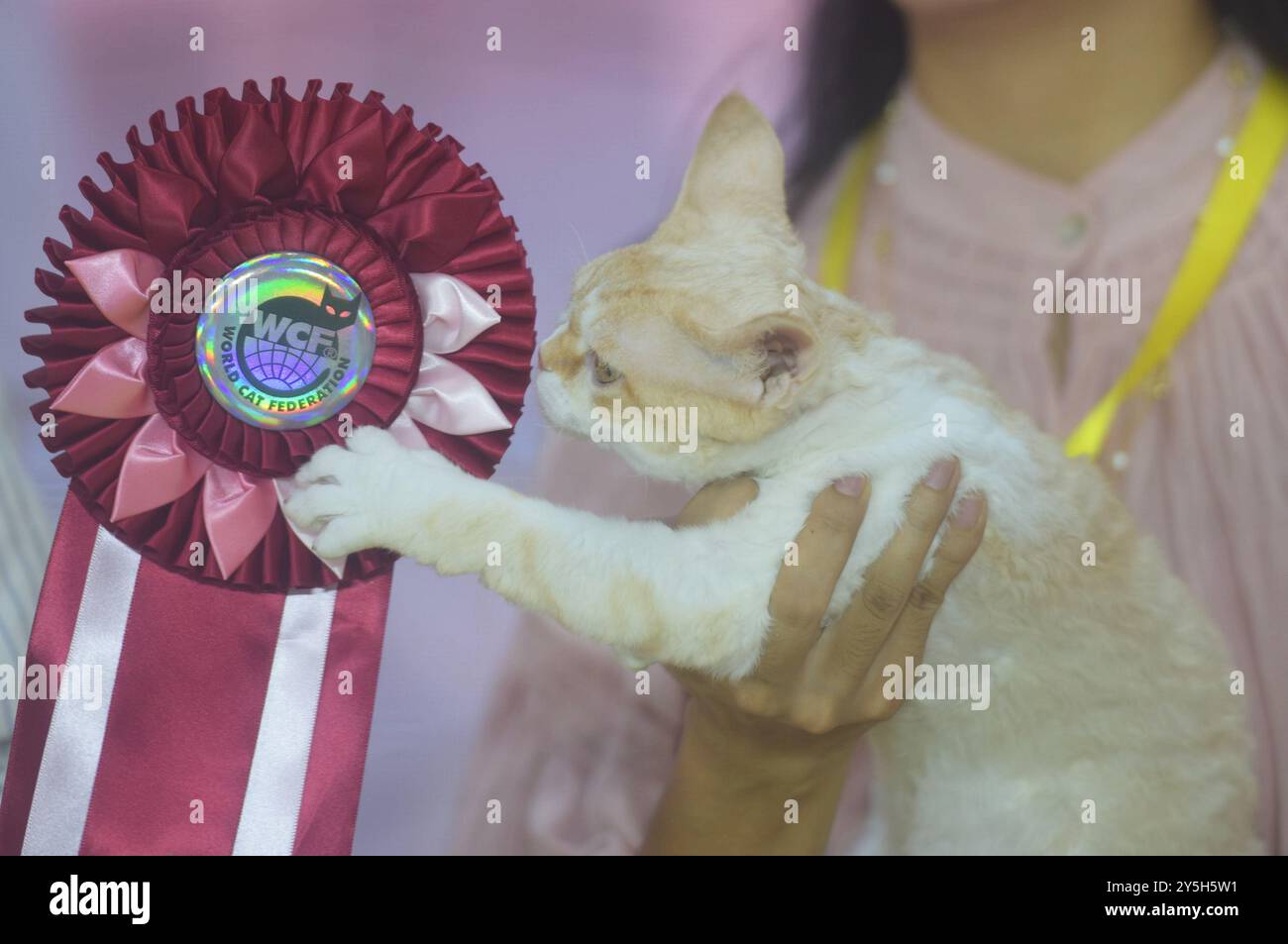 HANGZHOU, CHINA – 22. SEPTEMBER 2024 – Reinrassige Katzen treten 2024 beim Hangzhou International Reinrassiger Cat Tasting Competition in Hangzhou (Ost-Chi) an Stockfoto