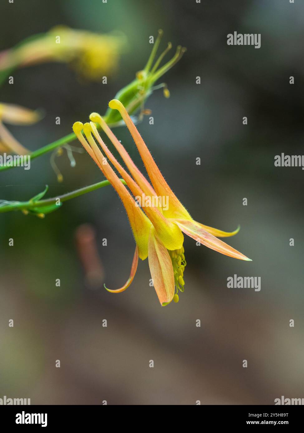 Nickende rote und gelbe Blüten der Hardy-mehrjährigen Western columbine, Aquilegia formosa Stockfoto