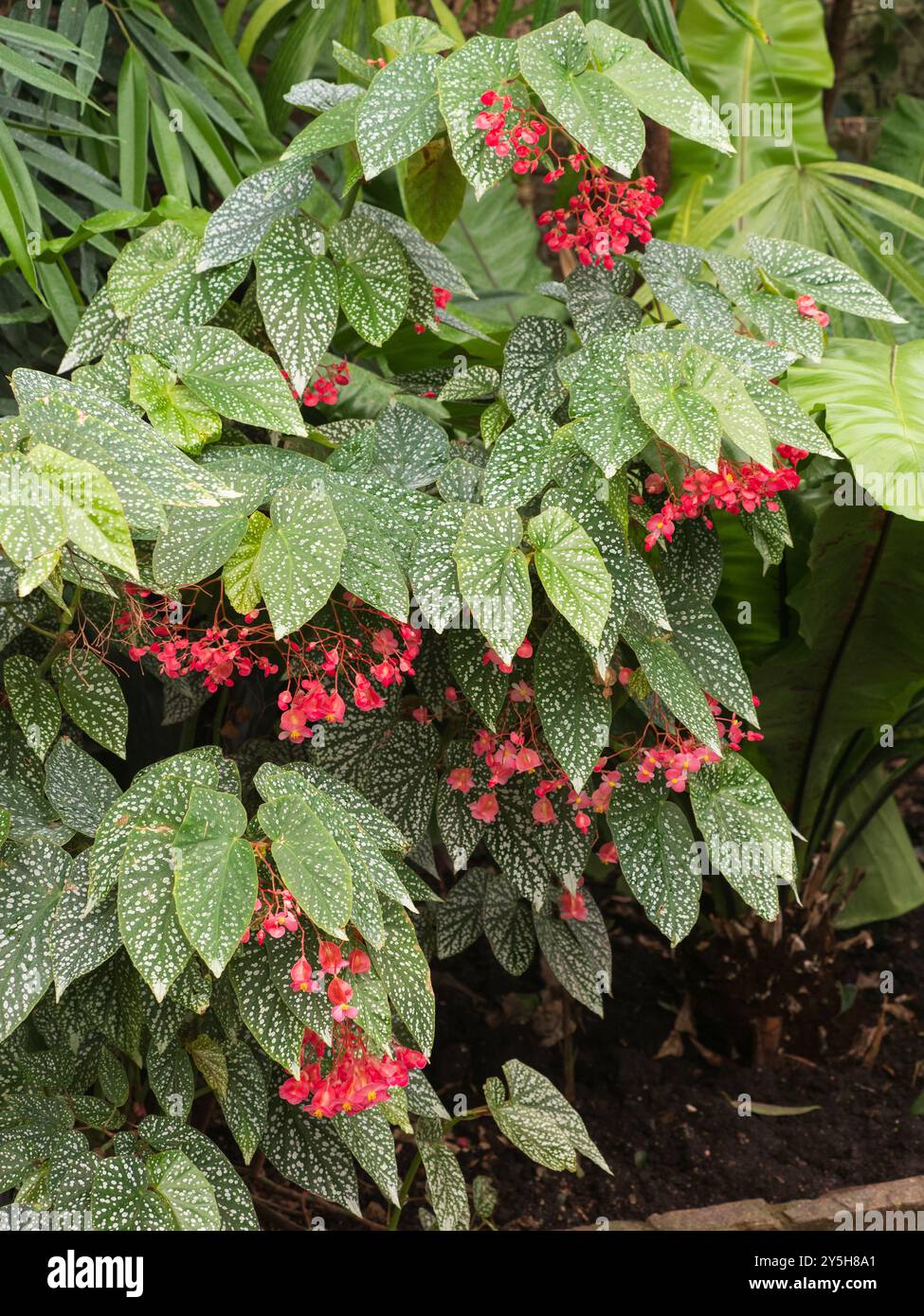 Große silberfarbene Blätter und rote Sommerblumen der zarten Zimmerpflanze Begonia „Snowcap“ Stockfoto