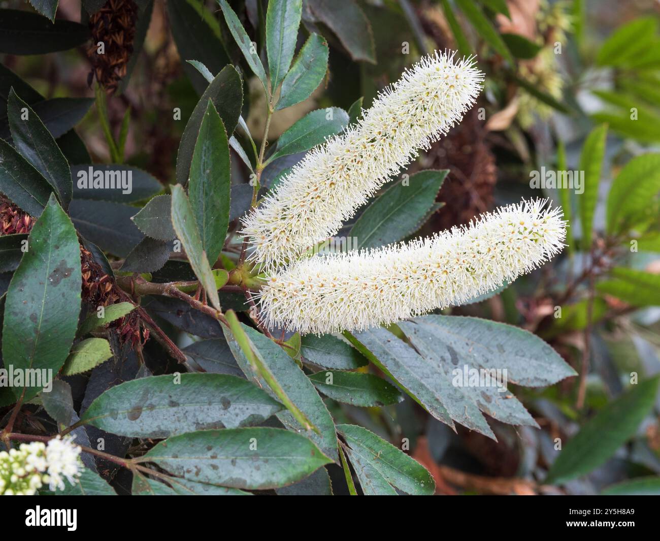 Sommerspitzen mit weißen duftenden Blüten des südafrikanischen Butterlöffelbaums Cunonia capensis, einem subtropischen immergrünen Baum Stockfoto