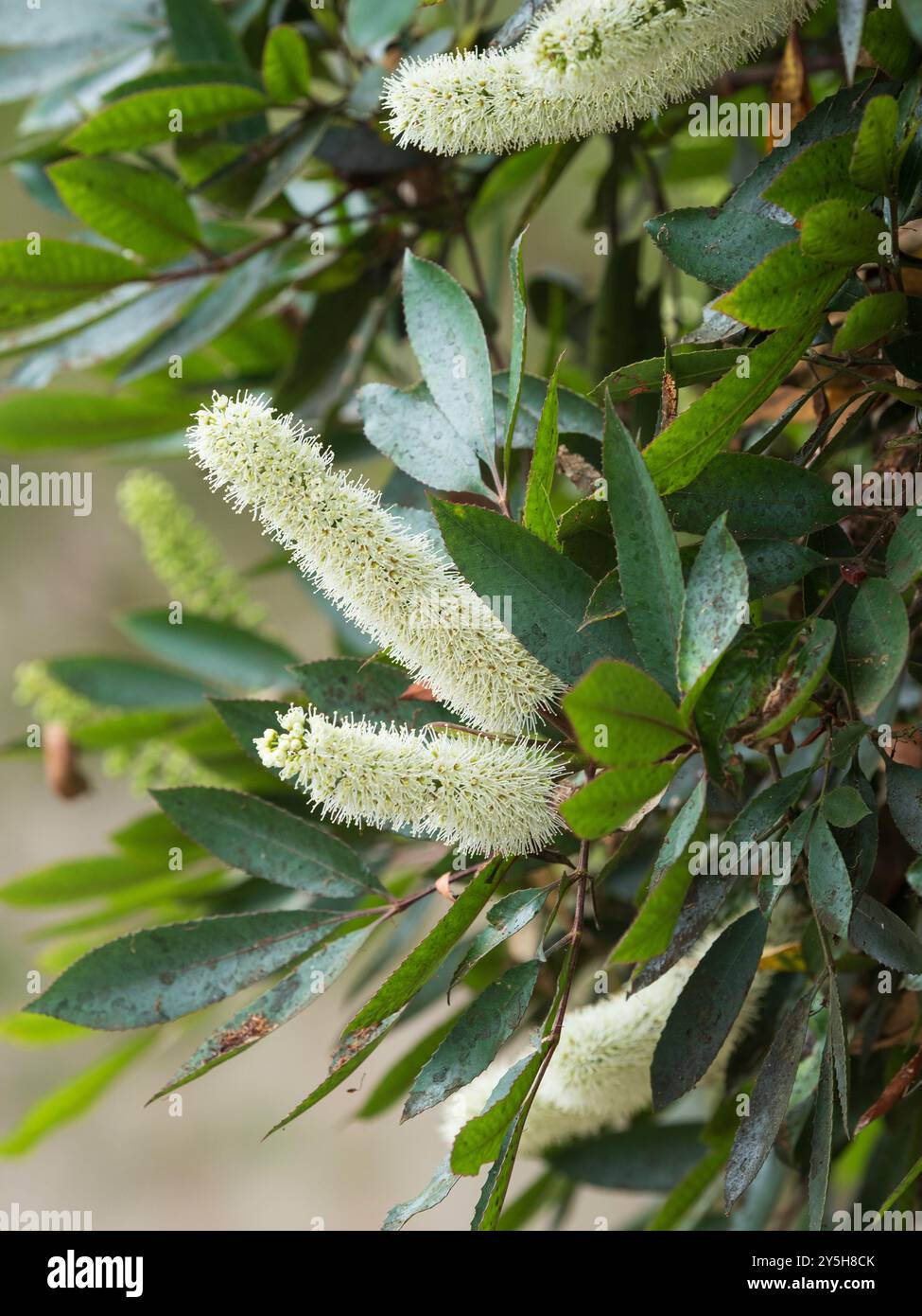 Sommerspitzen mit weißen duftenden Blüten des südafrikanischen Butterlöffelbaums Cunonia capensis, einem subtropischen immergrünen Baum Stockfoto