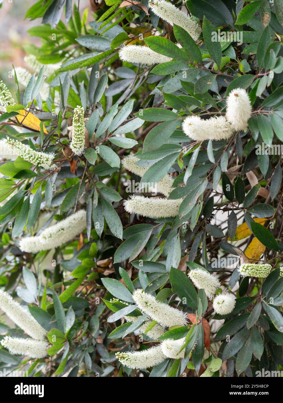 Sommerspitzen mit weißen duftenden Blüten des südafrikanischen Butterlöffelbaums Cunonia capensis, einem subtropischen immergrünen Baum Stockfoto
