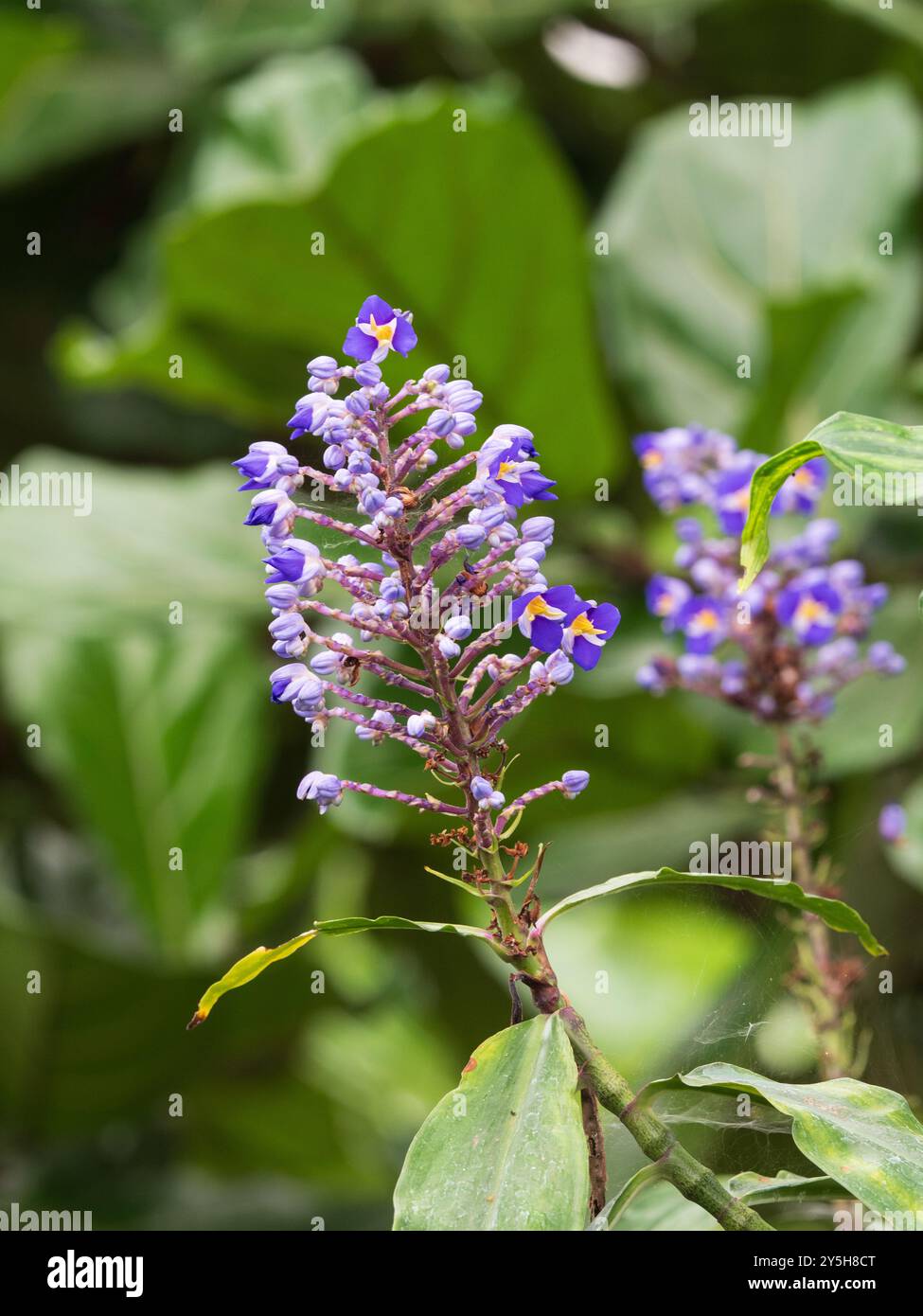 Blaue Blüten sind die Blütenstände der zarten, mehrjährigen Gewächshauspflanze Dichorisandra thyrsiflora, blauer Ingwer Stockfoto