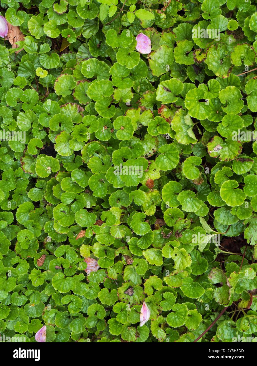 Abgerundetes Laub der neuseeländischen Endemie Gunnera densiflora, einer kompakten, bodenbedeckenden, ausdauernden Staude Stockfoto