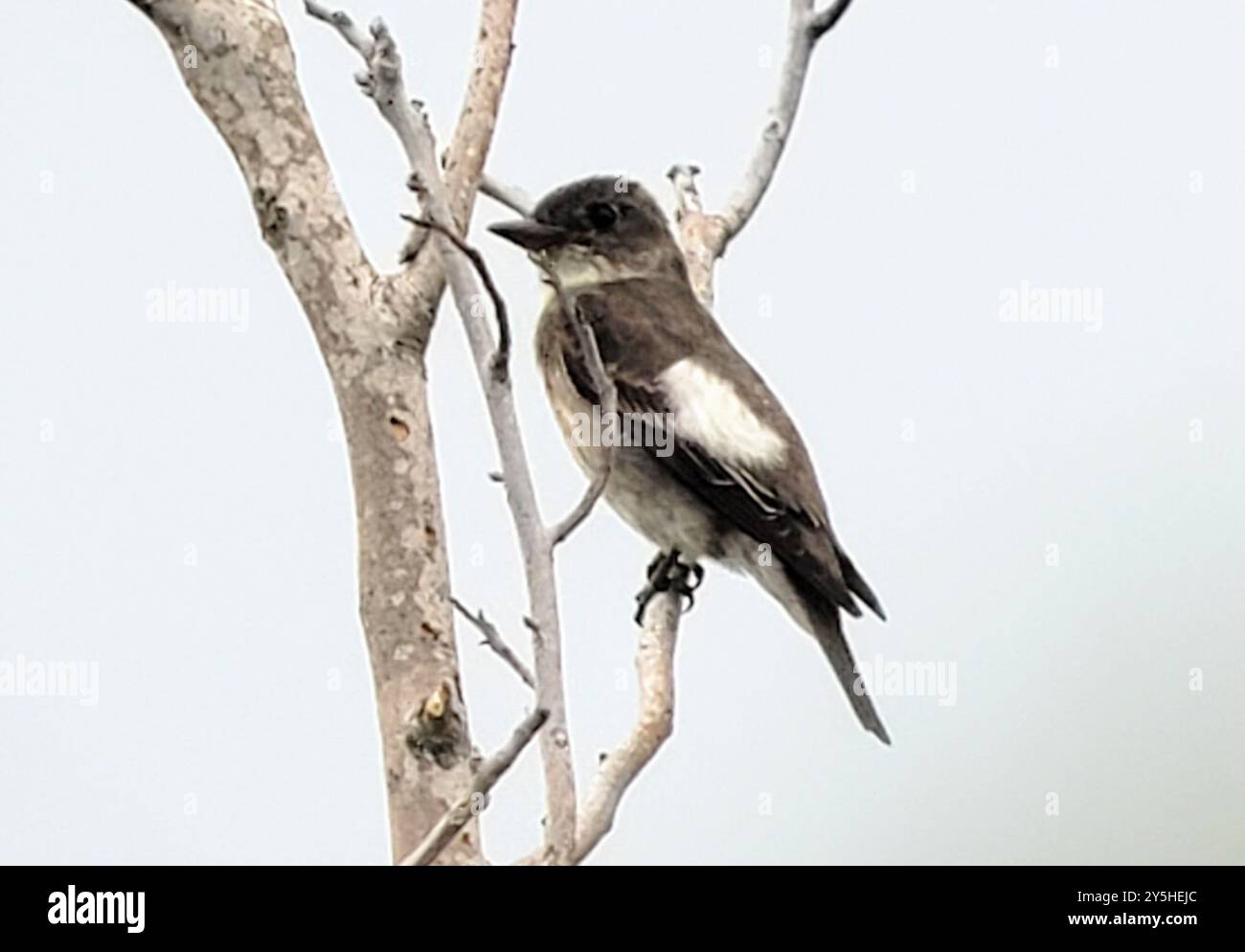 Olivenfänger (Contopus cooperi) Aves Stockfoto