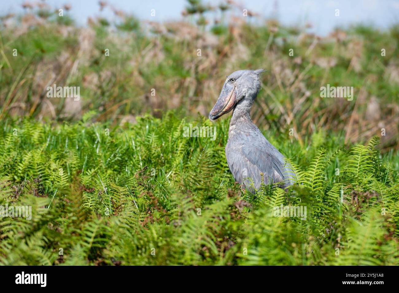 A SHOEBILL - Balaeniceps rex , VU,R-VU- in Mabamba Sumpf - Mpigi Uganda Stockfoto