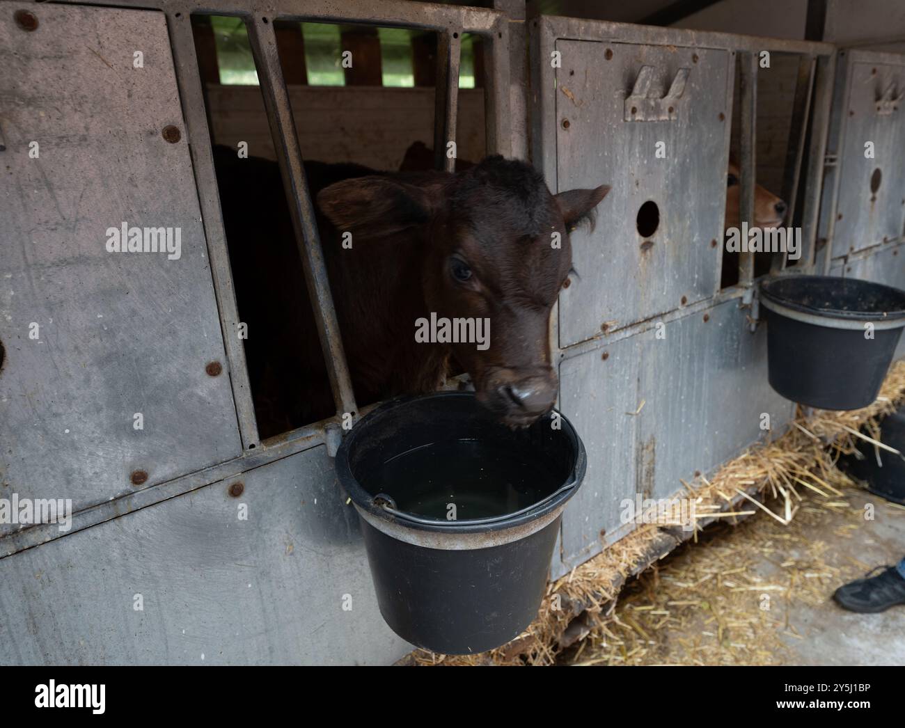 Junge Angusrinder in der Futterschüssel auf einem Bauernhof in Rietberg, Nordrhein-Westfalen Stockfoto