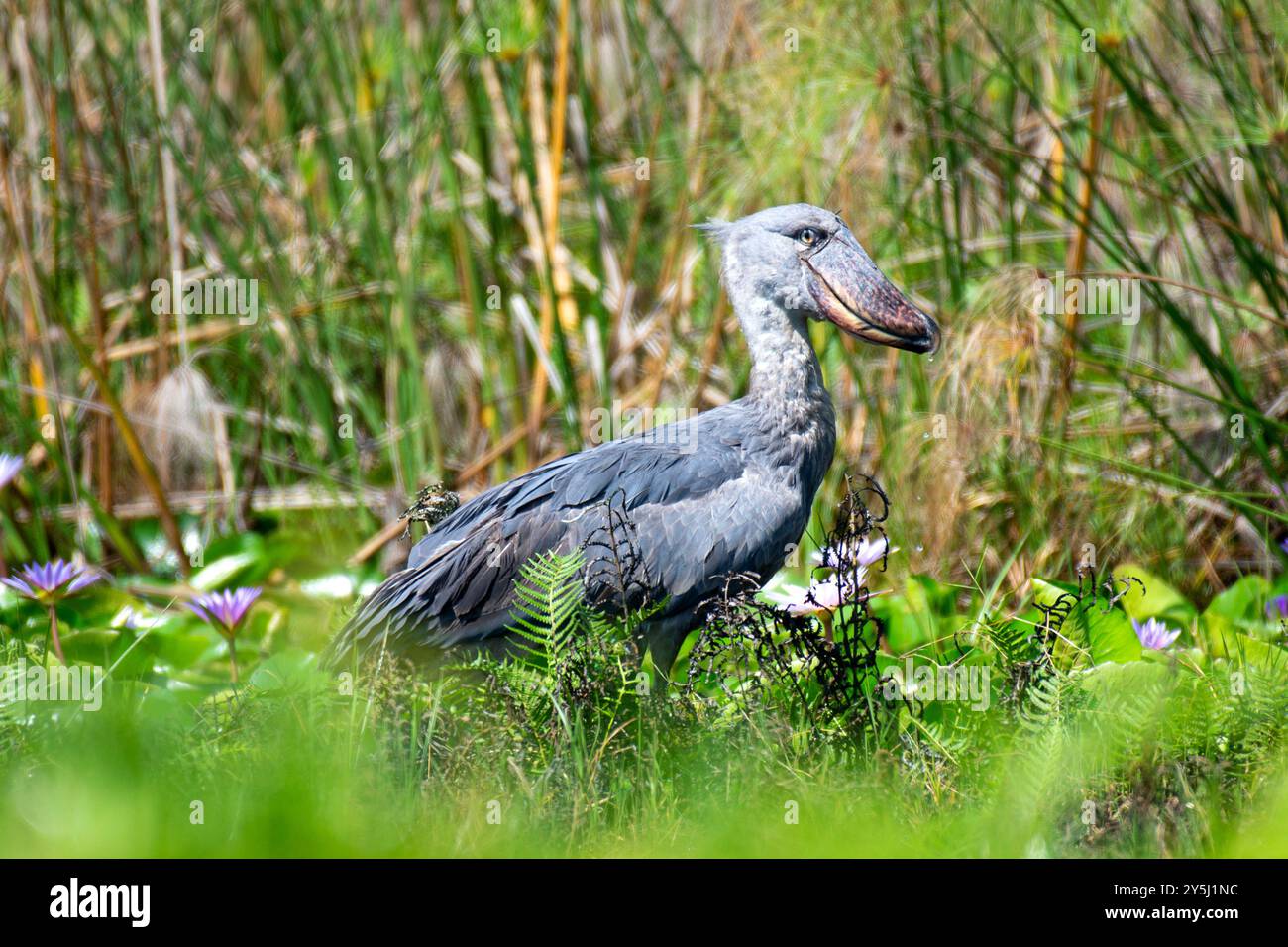 A SHOEBILL - Balaeniceps rex , VU,R-VU- in Mabamba Sumpf - Mpigi Uganda Stockfoto