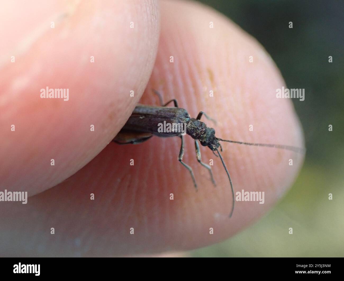 (Oedemera lurida) Insecta Stockfoto