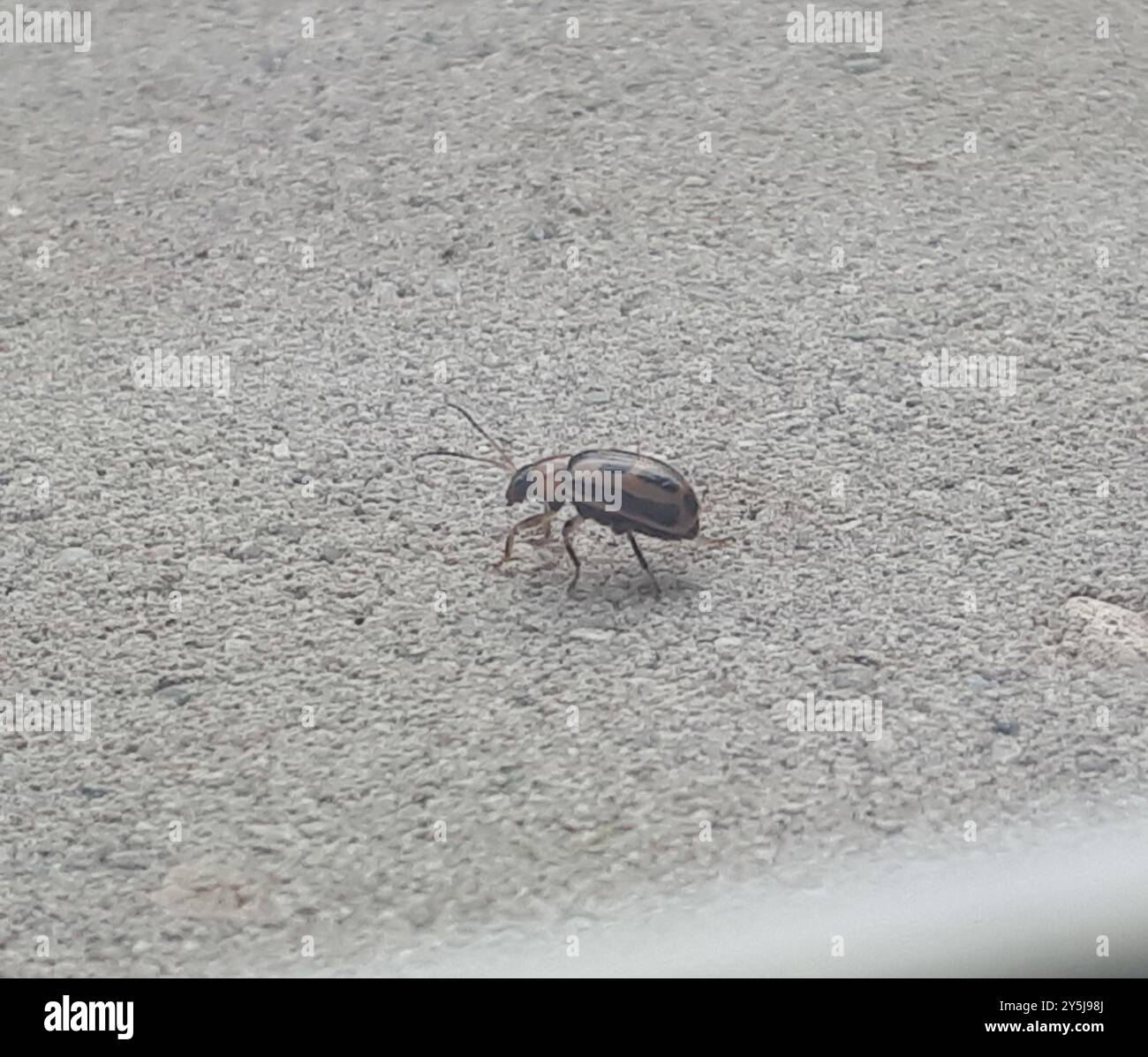 Bohnenblattkäfer (Cerotoma trifurcata) Insecta Stockfoto