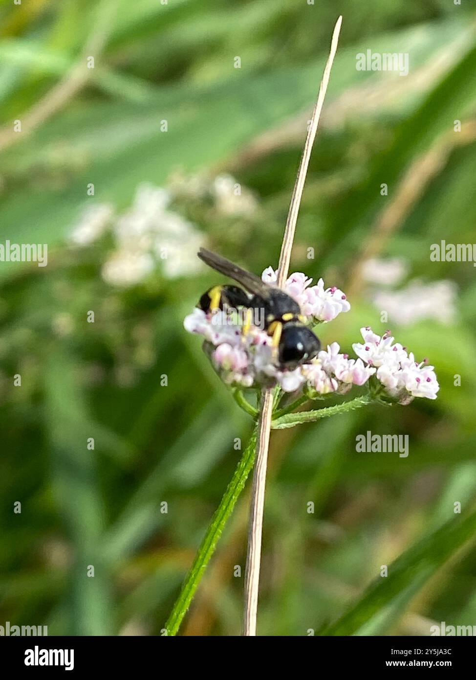 Ectemnius (Ectemnius continuus) Insecta Stockfoto