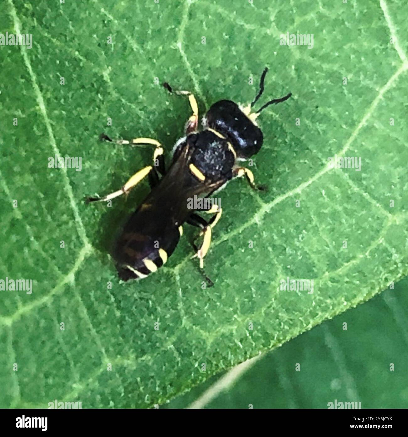 Ectemnius (Ectemnius continuus) Insecta Stockfoto