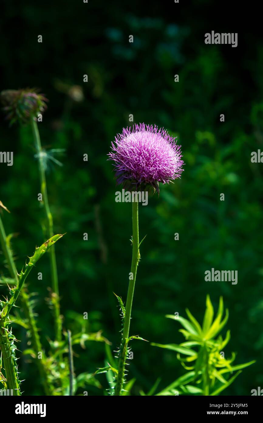 Eine Sommerdistelblume blüht. Stockfoto