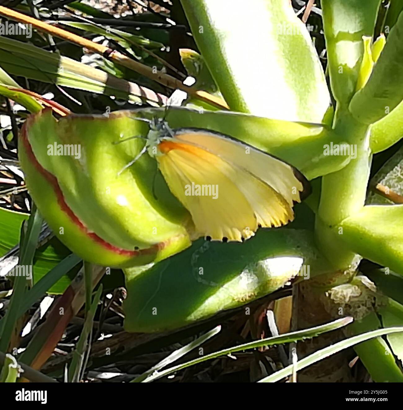 Gemeinsame gepunktete Grenze (Mylothris agathina agathina) Insecta Stockfoto