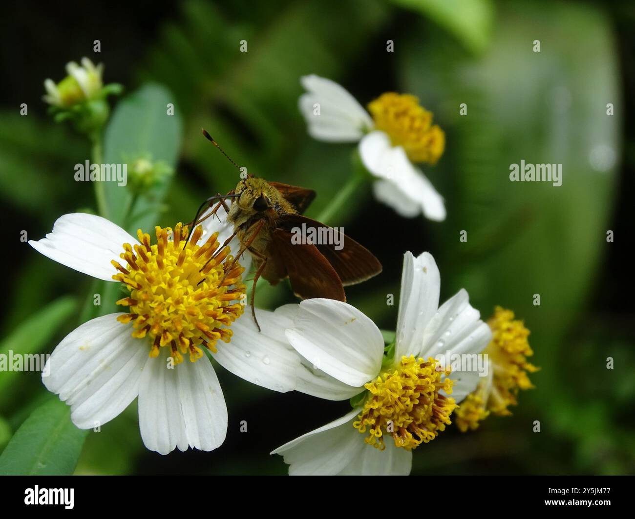 Southern Broken-Dash (Polites otho) Insecta Stockfoto