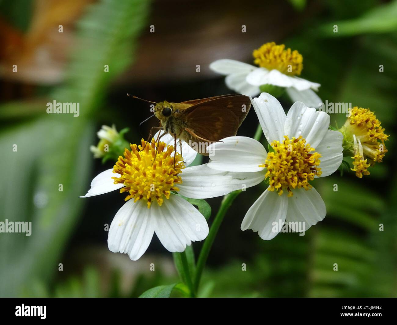 Southern Broken-Dash (Polites otho) Insecta Stockfoto