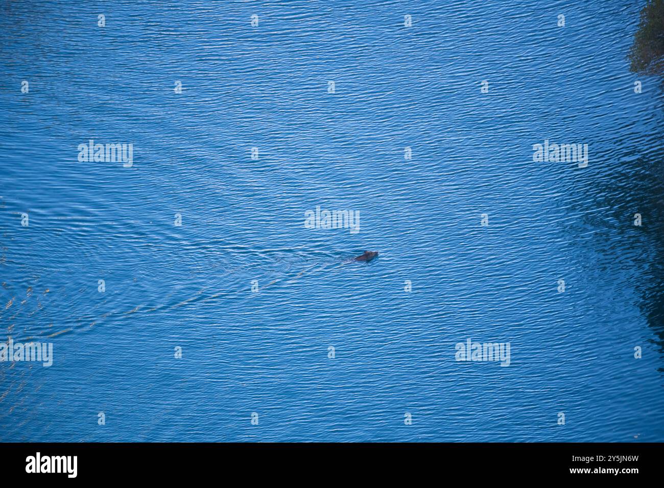 Wildschweine schwimmen im Fluss Verdon, Tierwelt im Nationalpark Verdon, Südfrankreich Stockfoto