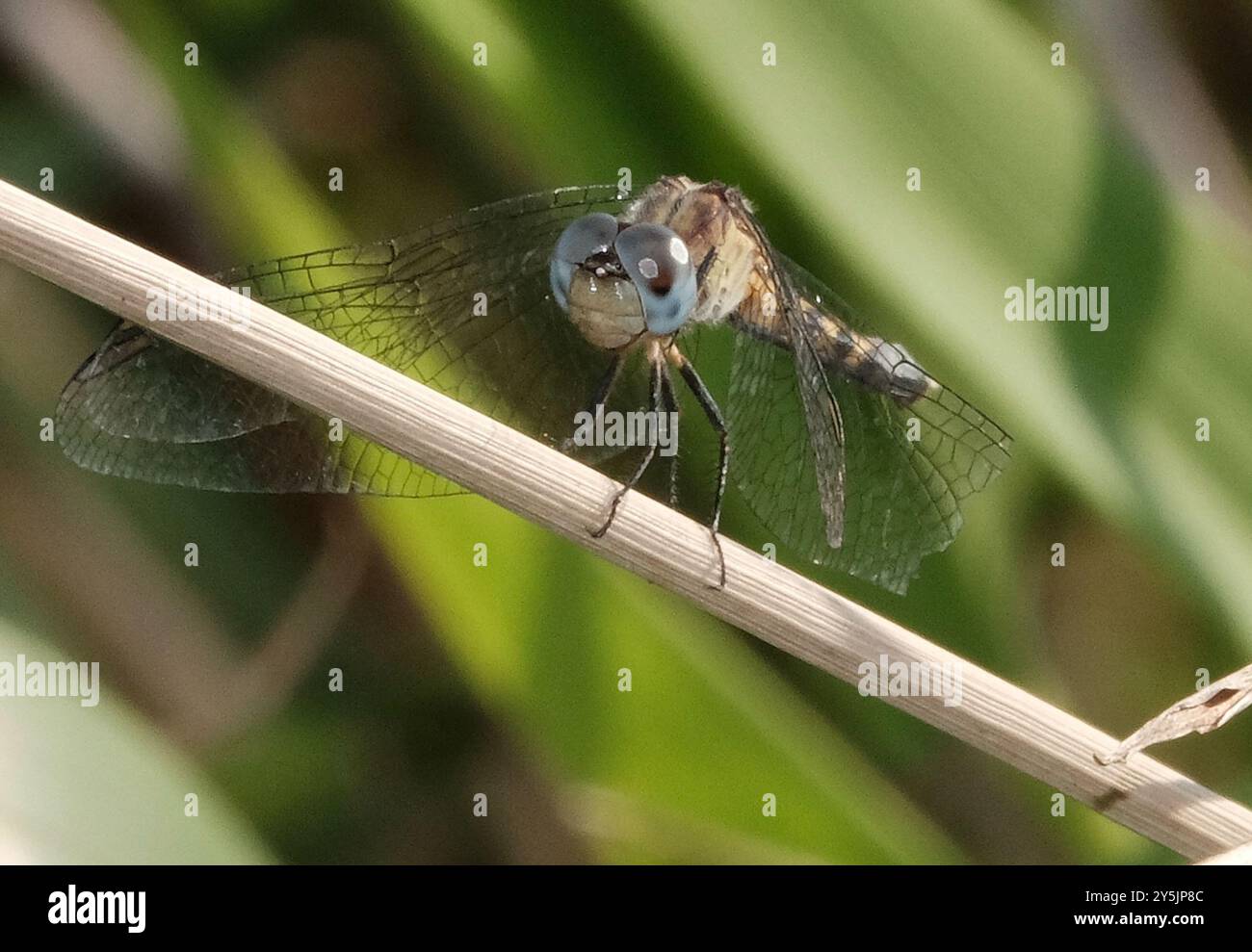Little Blue Dragonlet (Erythrodiplax minuscula) Insecta Stockfoto