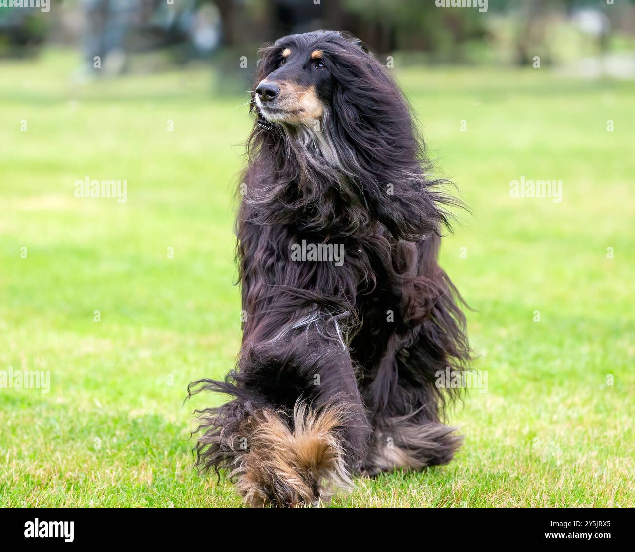 Afghanischer Hund, der sich auf die Kamera zubewegt Stockfoto